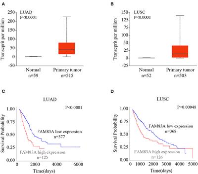 FAM83A Promotes <mark class="highlighted">Lung Cancer Progression</mark> by Regulating the Wnt and Hippo Signaling Pathways and Indicates Poor Prognosis